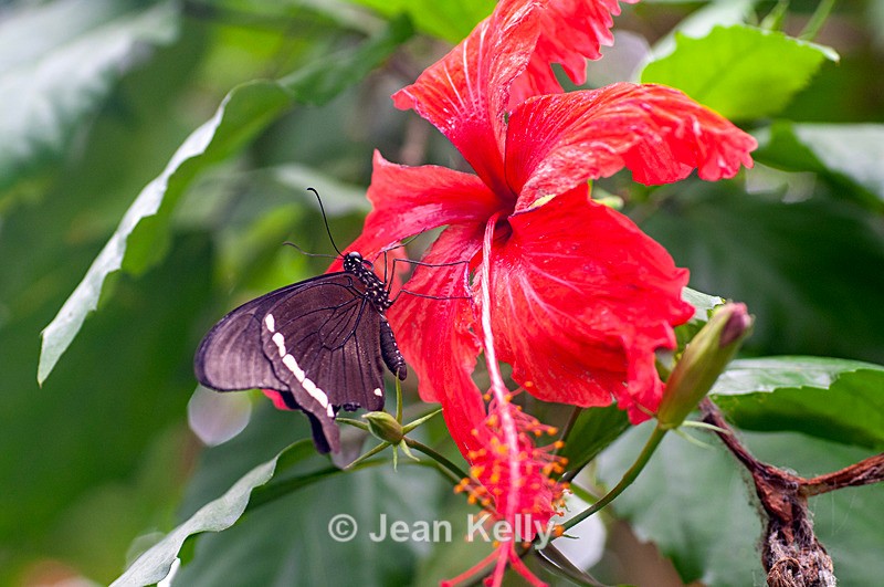 Common Mormon Butterfly - DSC_0195 - Insects