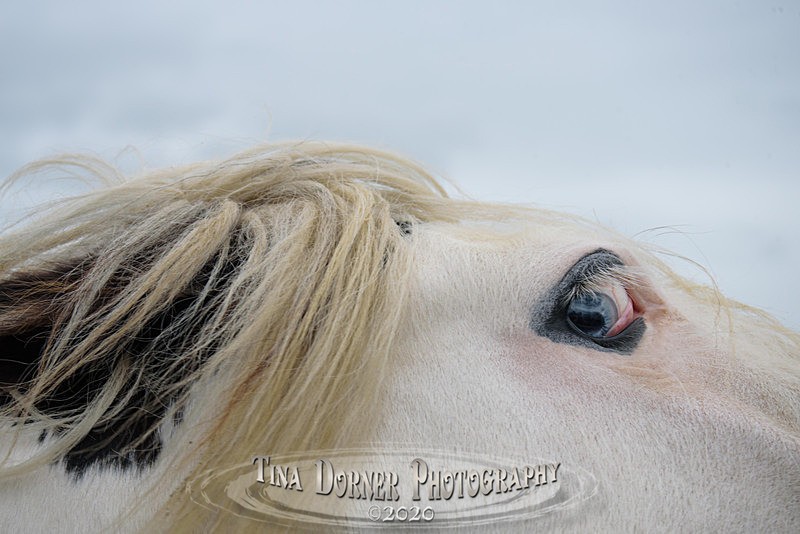 Crazy Horse