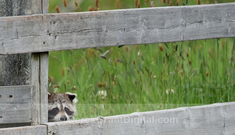Peekaboo Procyon lotor - Urban Wildlife