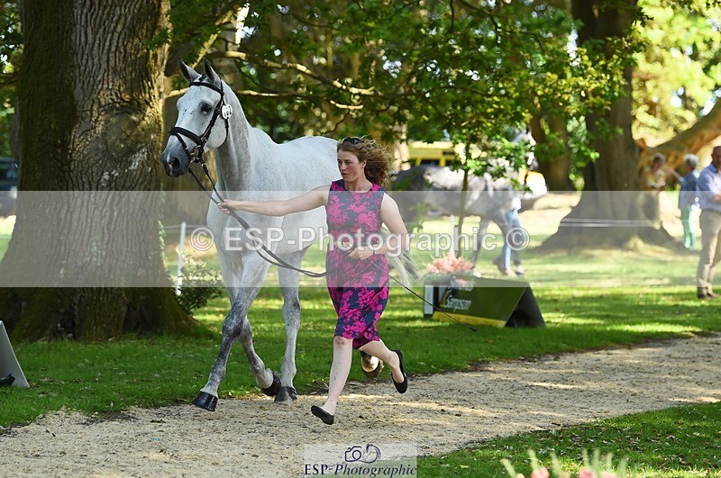 230524-162616-00864 - 102-BANDITO_VAN_POLDERZICHT-Grace_Taylor-WEDTrotUp+DR