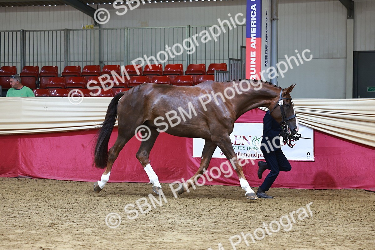 SBM_23059 - Class 903 - Supreme Final - IH Pre Vet