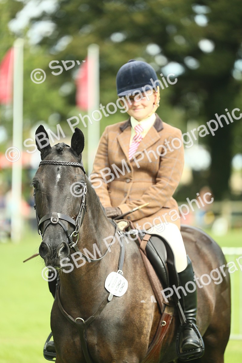 SBM_44800 - S31 - Working Hunter Pony