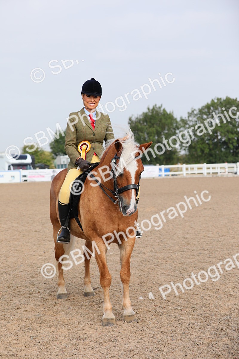 SBM_10732 - Class 303 Ridden Pure Bred Horse/Pony (excl M&M)