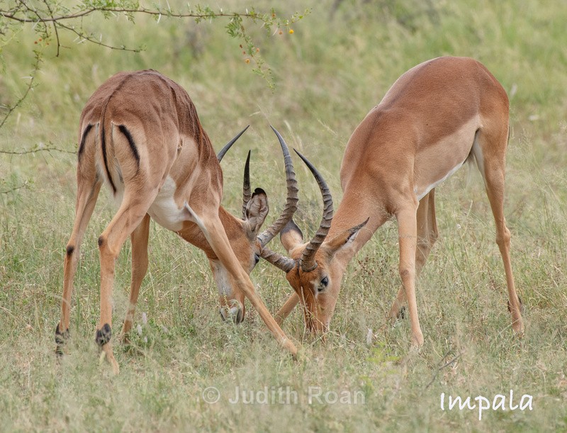  - South Africa Birds and Mammals