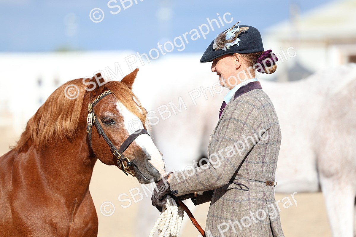 SBM_18783 - Class 317 - IH Pure Bred Horse-Pony