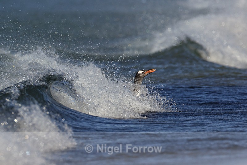 Gentoo Penguin riding wave ashore, Sea Lion Island, Falklands - Gentoo Penguin