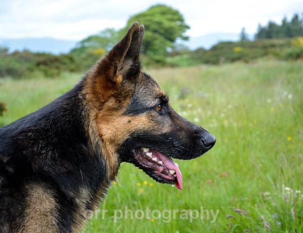 Maya - Dogs