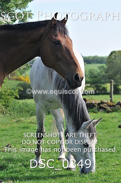 DSC_0349 - ARCHIVE REQUEST - Quincy and Guinness