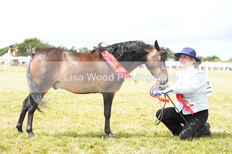 DSC06651 - Miniature Horse Championship