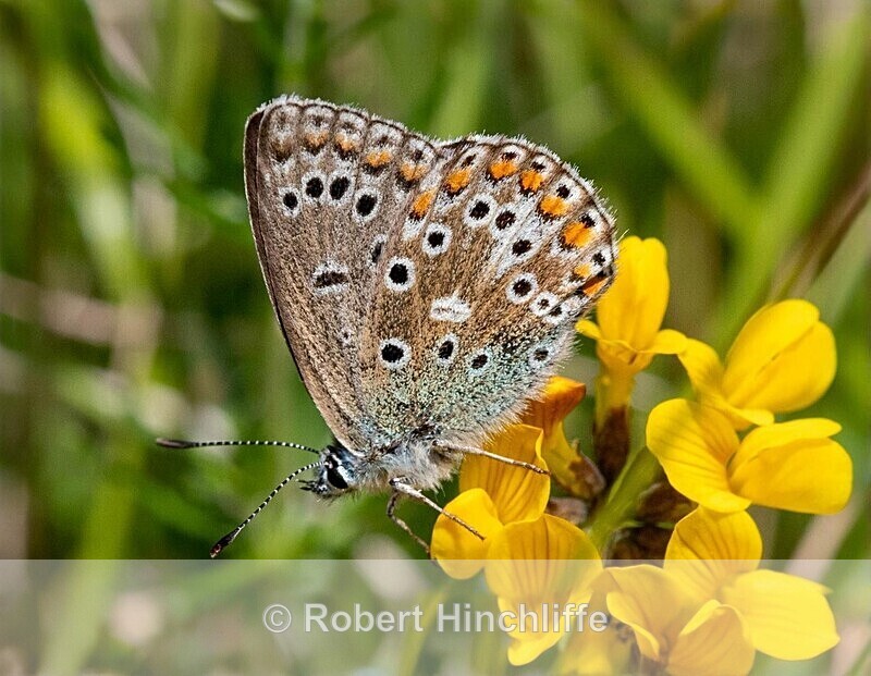 Common Blue - United Kingdom