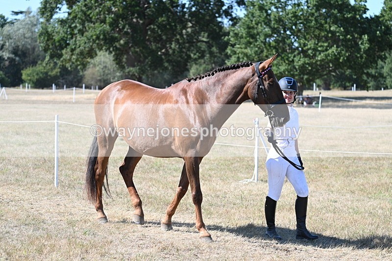 WJ7_1733 - Class 42 Most Handsome Gelding