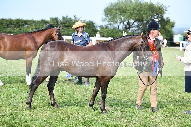 DSC_9174 - SP/SHP Pony Breeding Championship