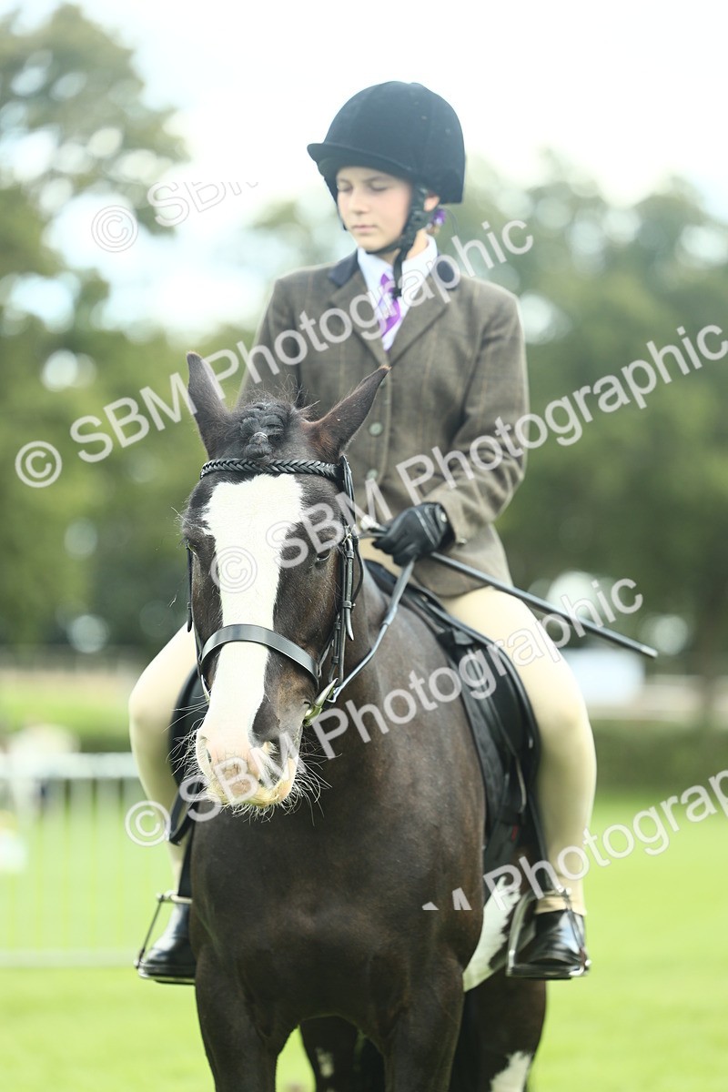 SBM_42168 - S29 - Novice & Newcomers Working Hunter Pony