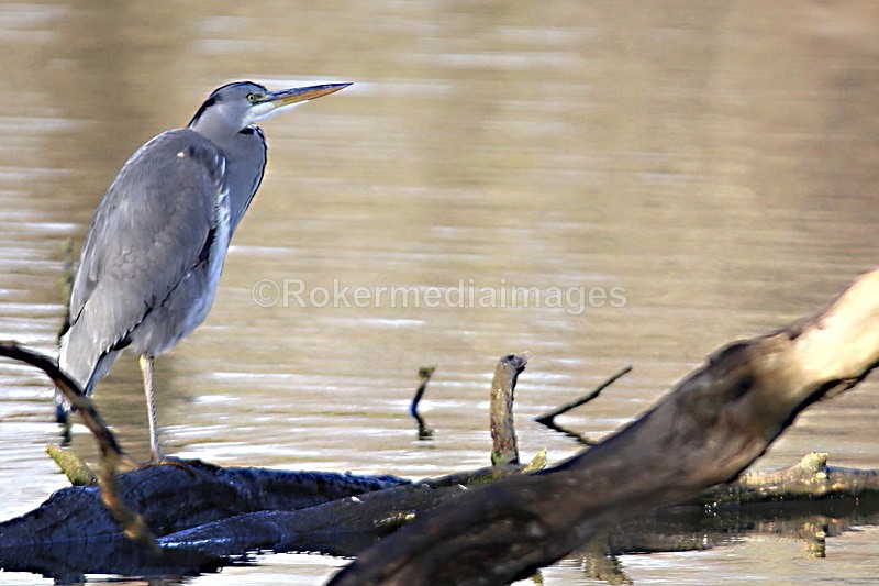  - Wildlife