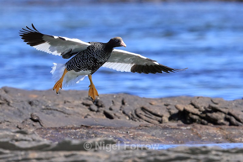 Kelp Goose gliding wings outstretched, Carcass Island, Falklands - Kelp Goose