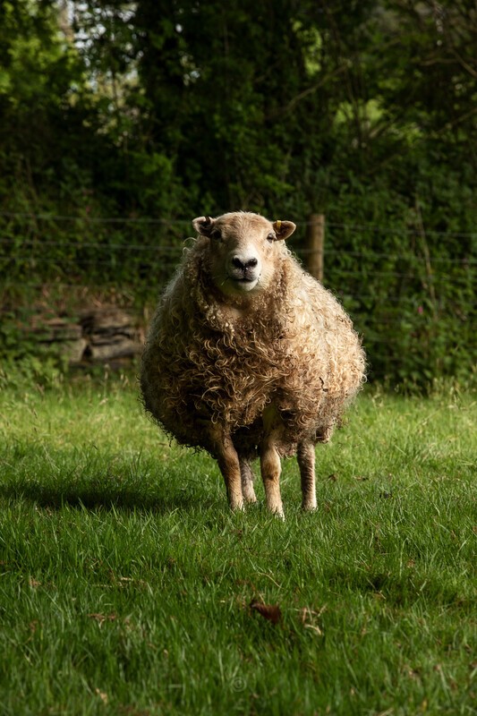 Watching you, watching me - The Lockdown Series