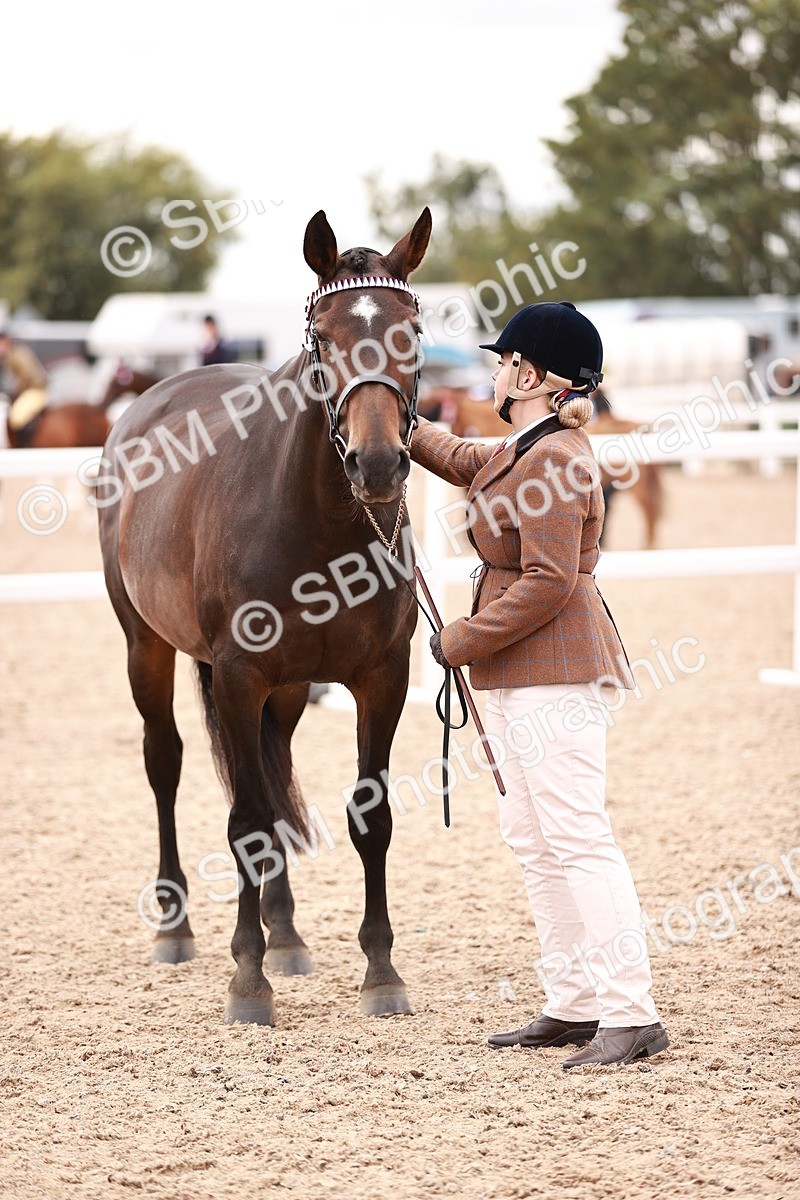SBM_16123 - Class 411 - Prettiest Mare - (IH or Ridden Adult)