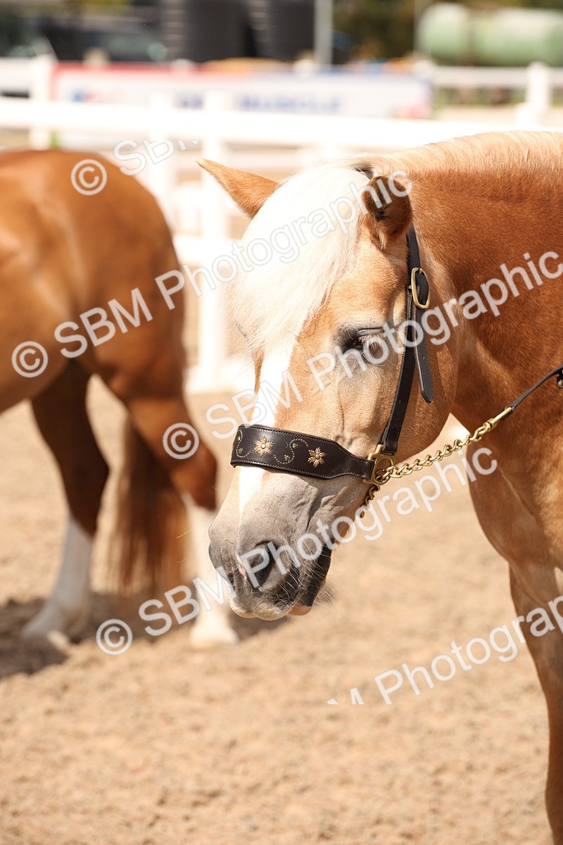 SBM_04627 - Class 20 IH Veteran