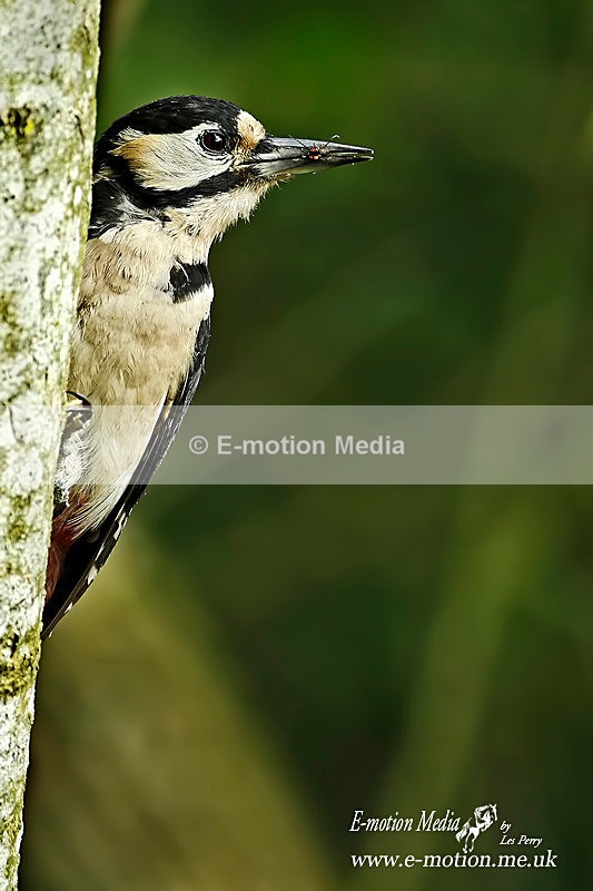 Gt Spotted Woodpecker 110614 54 - Nature