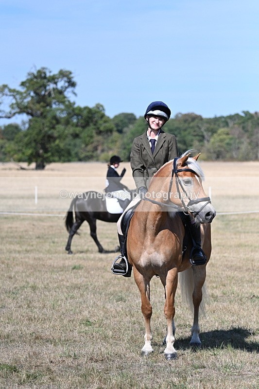 WJ7_1266 - Class 41 Prettiest Mare