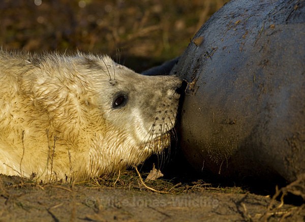 GREY SEAL PUP (FEW DAYS OLD) - GREY SEALS & PUPS GALLERY