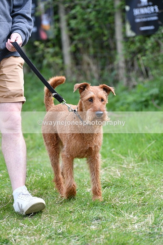 WJ5_9506 - Class 3 Most Handsome Dog
