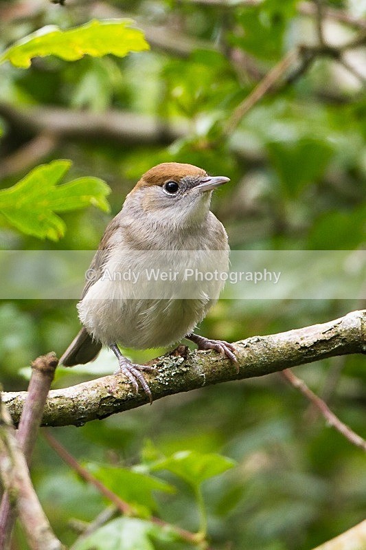 20120714-_MG_0345 - Blackcap