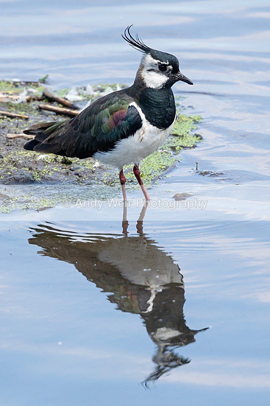 20180529-Woolston8E0A6490 - Lapwing