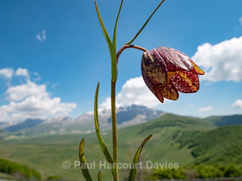 Mountain fritillary (Fritillaria montana )  - Gargano - Wild Flowers