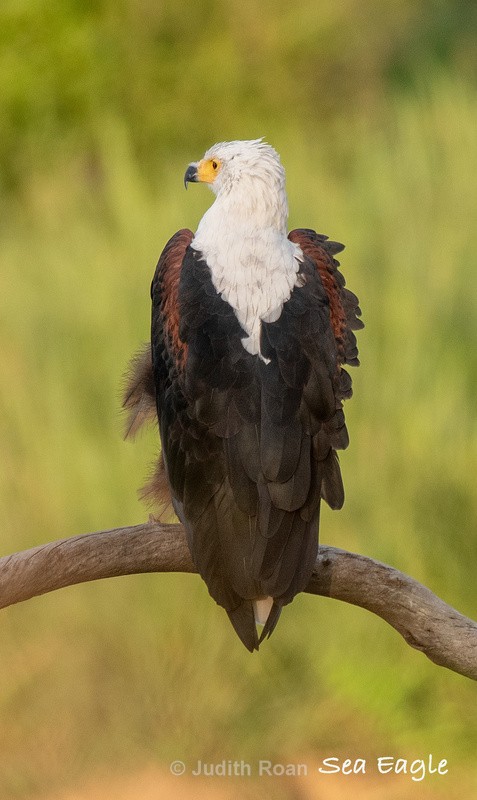  - South Africa Birds and Mammals
