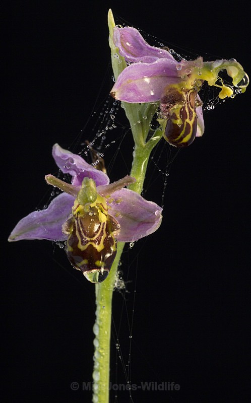 Bee Orchids - New Butterflies from Prees Heath (Silver Studded Blue )