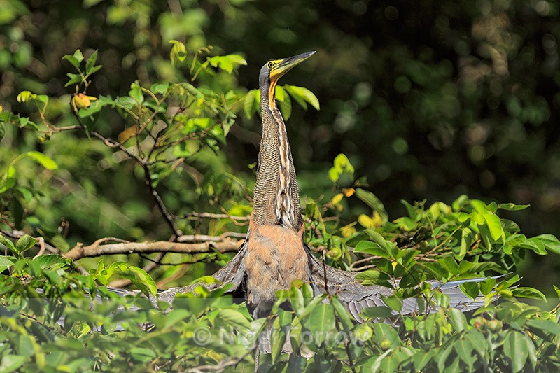 Bare-throated Tiger-Heron, Tortuguero, Costa Rica - Bare-throated Tiger-Heron