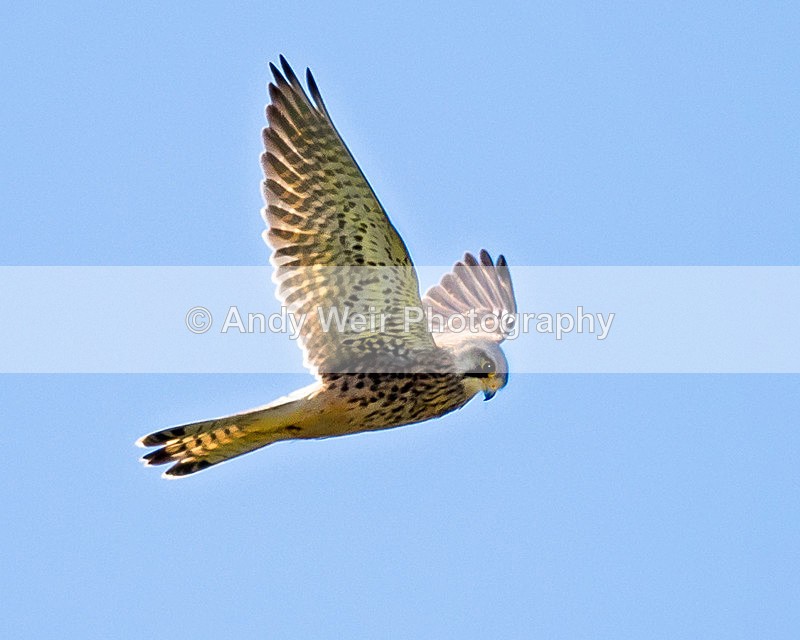 20150425-8E0A8876-3475 - Raptors