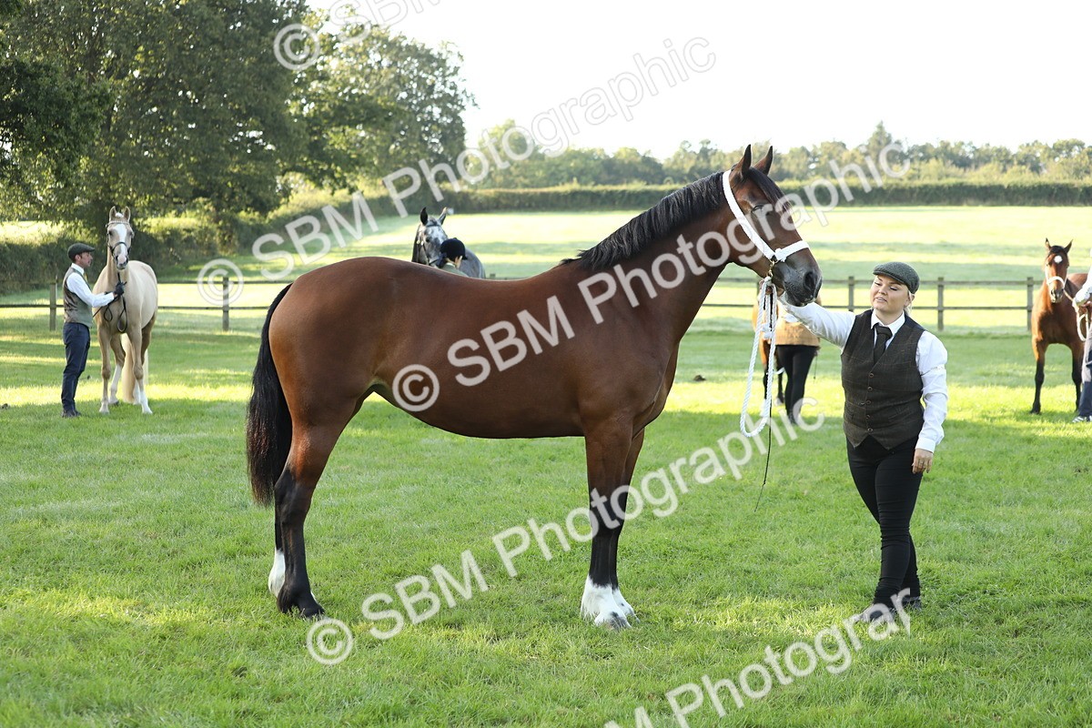 SBM_57963 - S42 - Youngstock