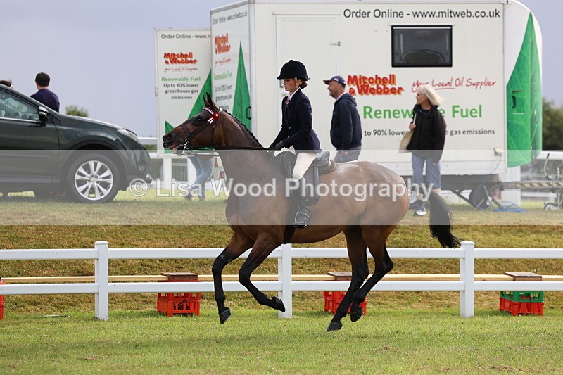 3E7A8088 - Class 2: Rising Star Large Hack/Riding Horse