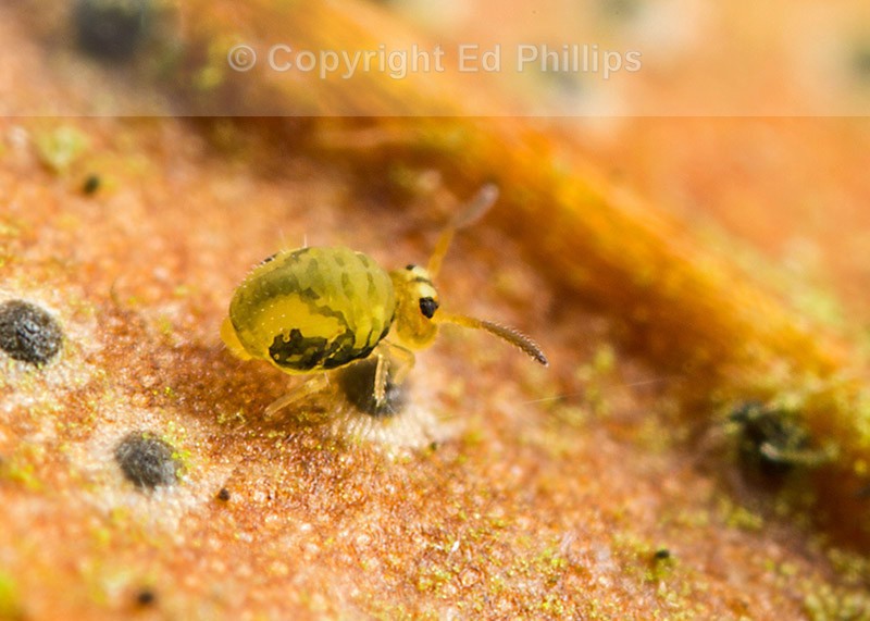 Sminthurinus reticulatus