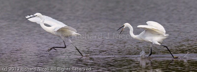 Little Egrets (Egretta garzetta) chasing - Little Egret (Egretta garzetta)