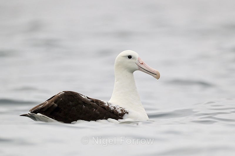 Royal Albatross, side, Pacific Ocean, Chile - Royal Albatross
