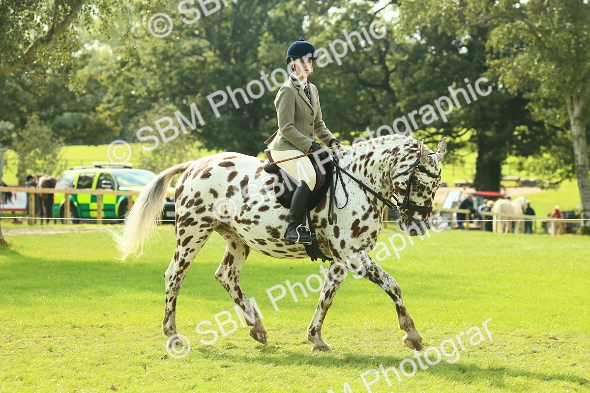 SBM_62470 - S62 - Foreign Breeds Ridden