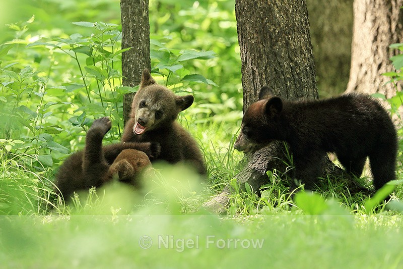 Play-fighting Black Bear cubs, Minnesota, USA - American Black Bear