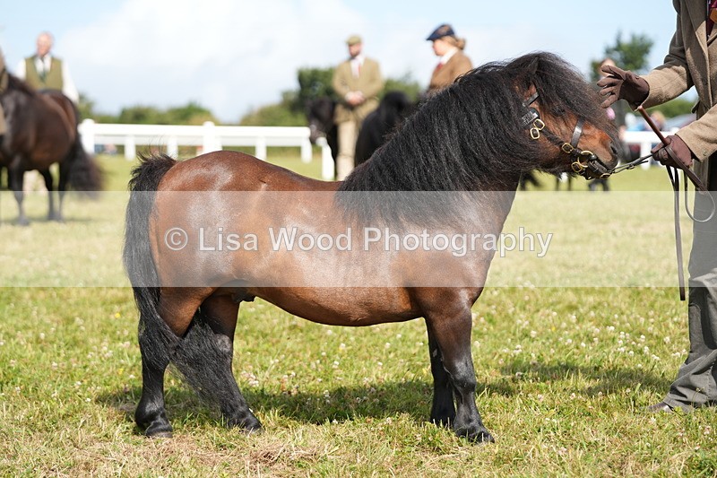 DSC05333 - Class 49: NPS Shetland 4 years and over