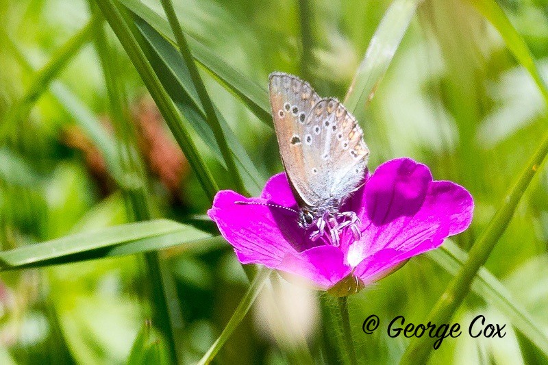 geranium argus pyrenees