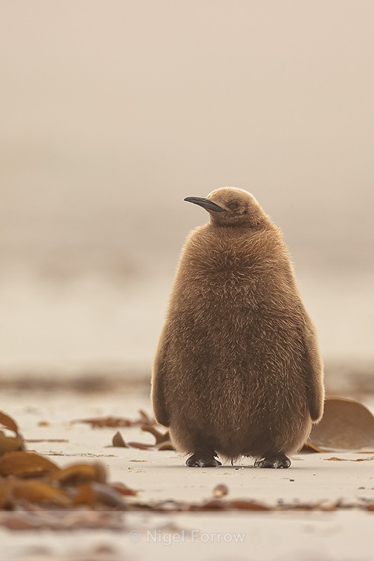 King Penguin chick, front view, Saunders Island, Falklands - King Penguin