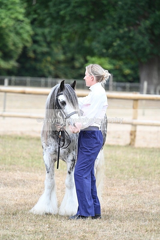 WJ7_9676 - Class 5 Most Handsome Gelding (up to 14.2hh)