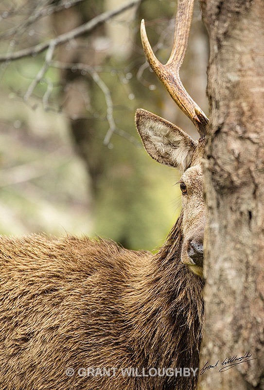 Caught - Wildlife