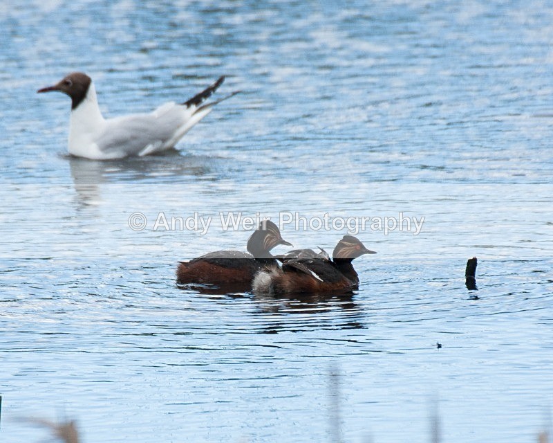 20080625-119 - Black-necked Grebe