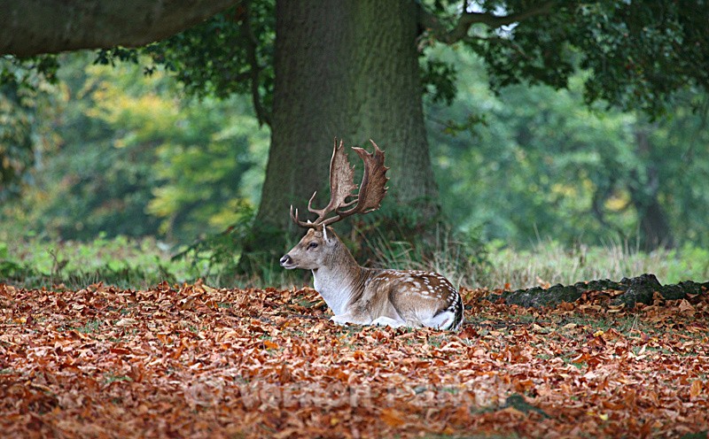 Stag in Autumn - Wildlife