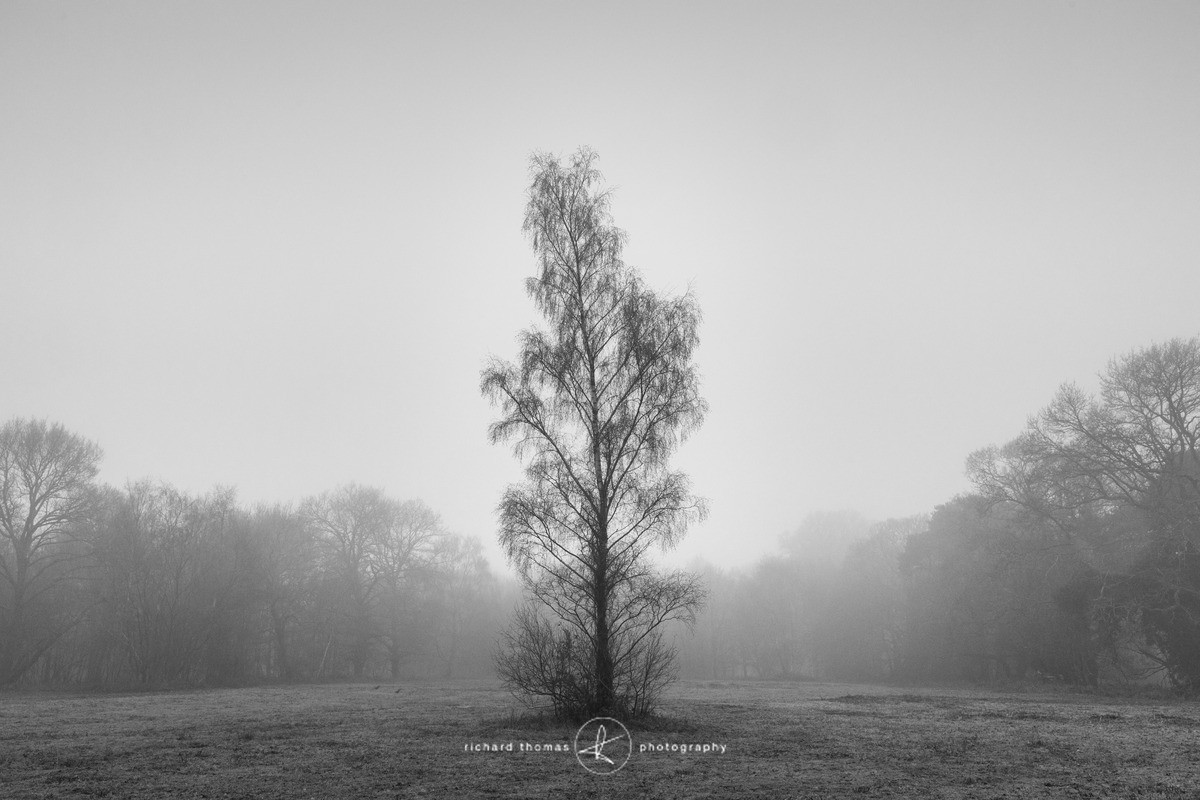 New Year beacon of hope. - Mono Mist Trees
