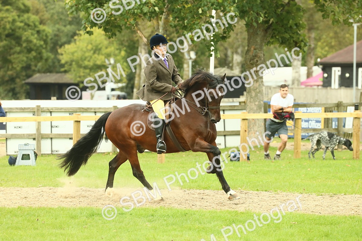 SBM_71997 - S60 - Mountain & Moorland Ridden Large Breeds