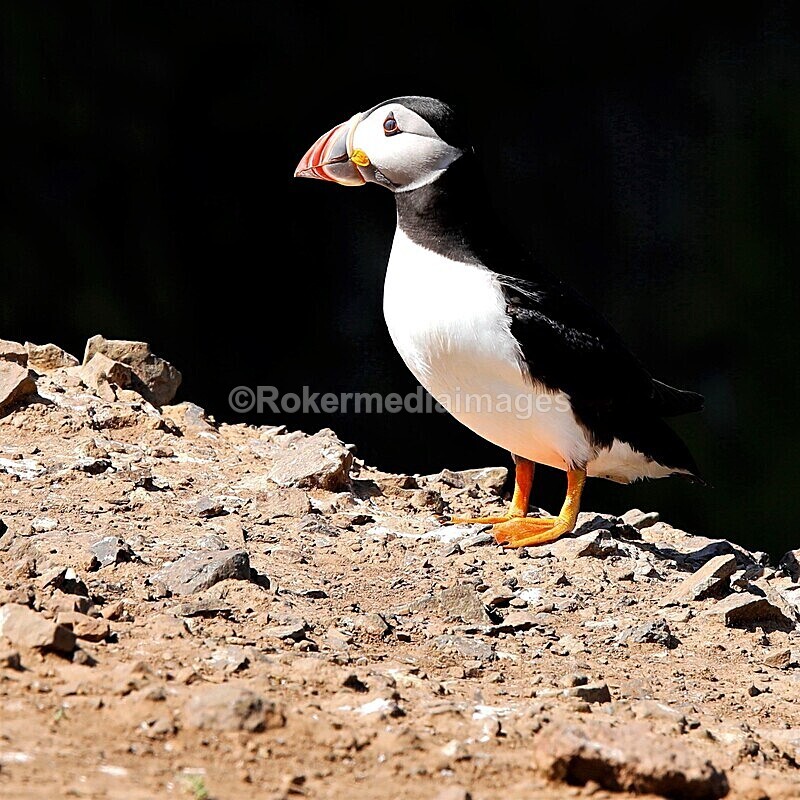 _56A7029 - Skomer 2019